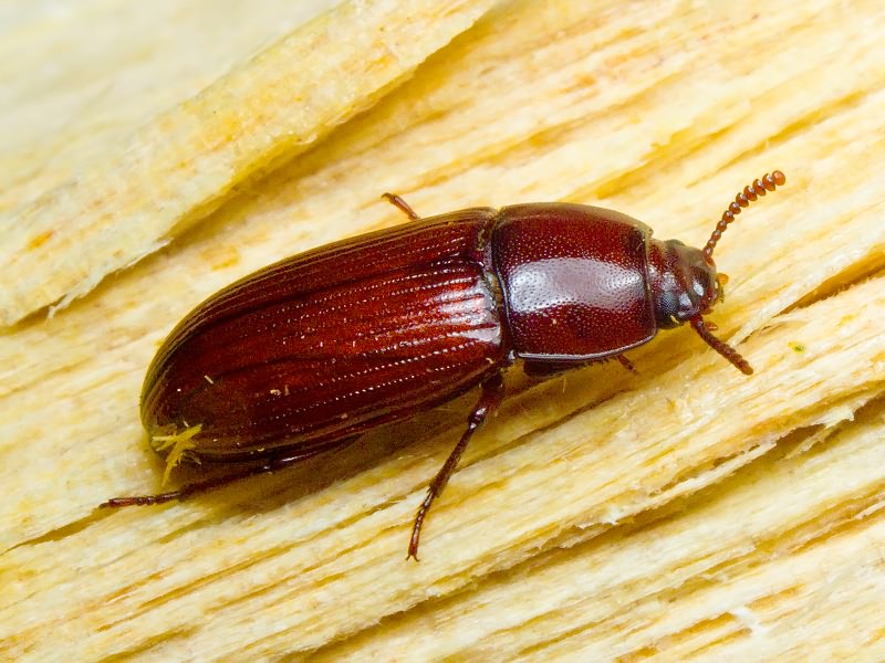Uloma culinaris (Linnaeus, 1758)